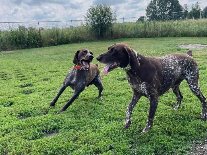 Oak Meadows Pet Resort