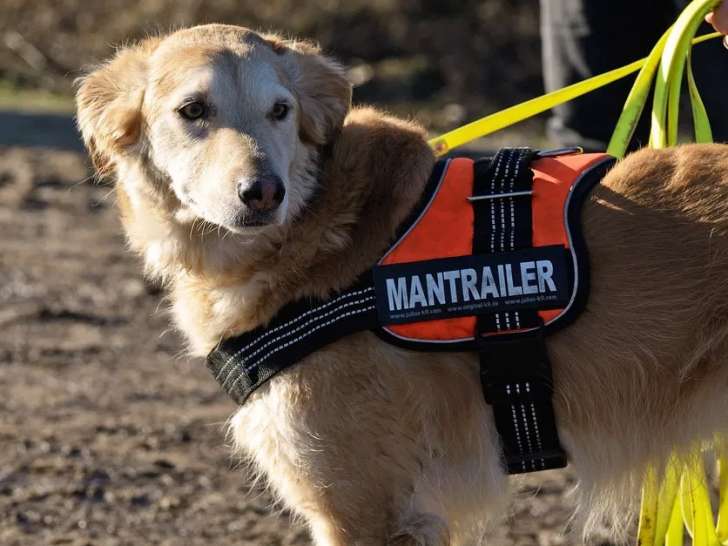 Les Canins de l'Ouest