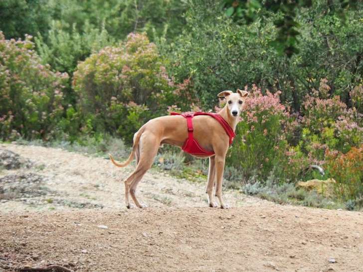 Les Canins de l'Ouest