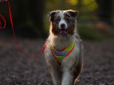 Au rythme canin