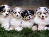 Au rythme canin