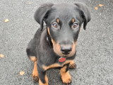 Au rythme canin