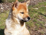 Au rythme canin