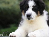 Au rythme canin
