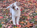 Au rythme canin