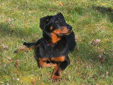 Au rythme canin