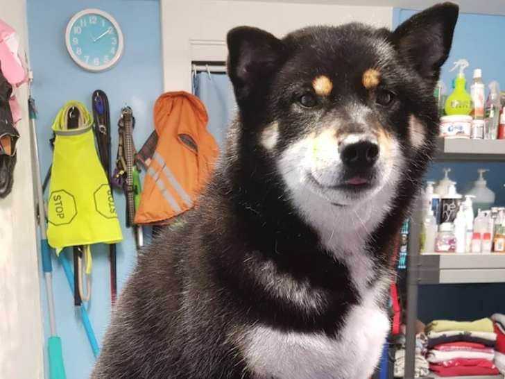 Aux petits soins de nos chiens et chats