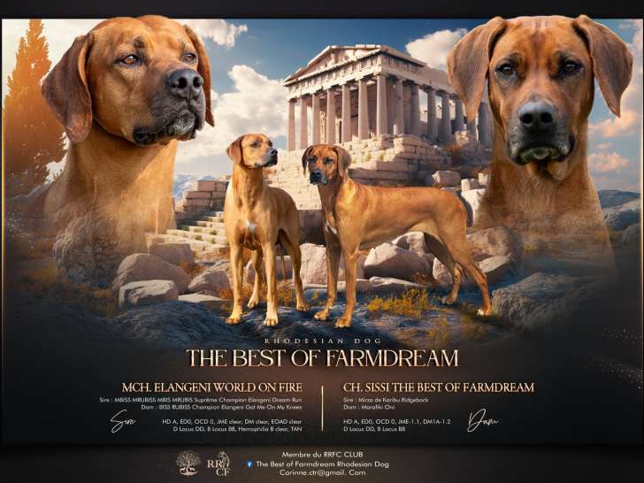 The Best of Farmdream
