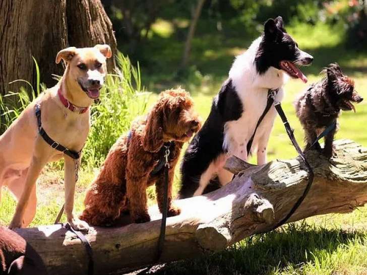 Dog's Addict