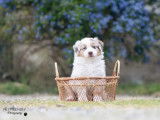 Pet Friendly Photography