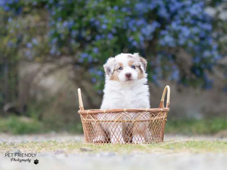 Pet Friendly Photography