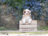 Pet Friendly Photography