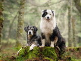 Pet Friendly Photography