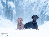 Pet Friendly Photography