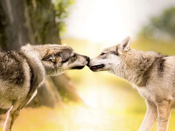 Lueurs Animales