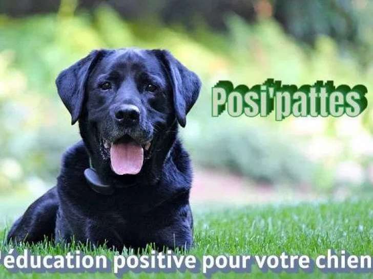 Posi'pattes