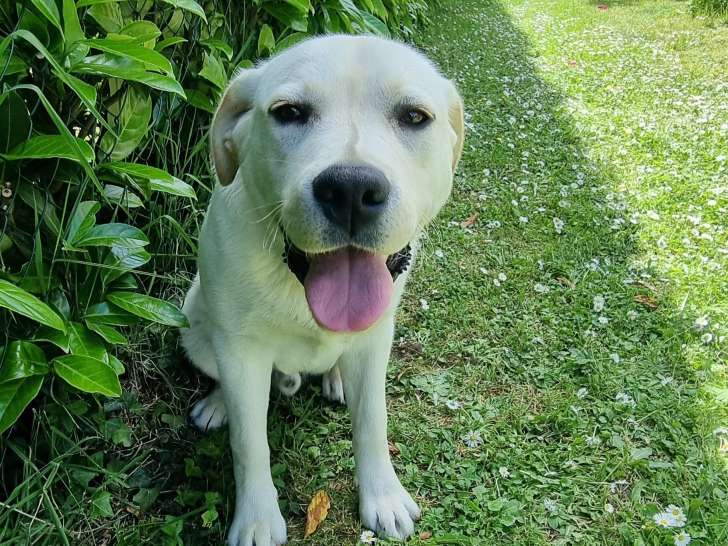 Educ'Action canine de l'Argoat