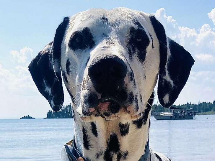 Spotify Dalmatiens