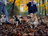 Les Corgis du Ry