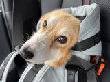 Les Corgis du Ry