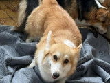 Les Corgis du Ry