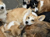 Les Corgis du Ry