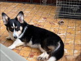 Les Corgis du Ry