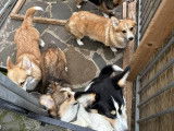 Les Corgis du Ry