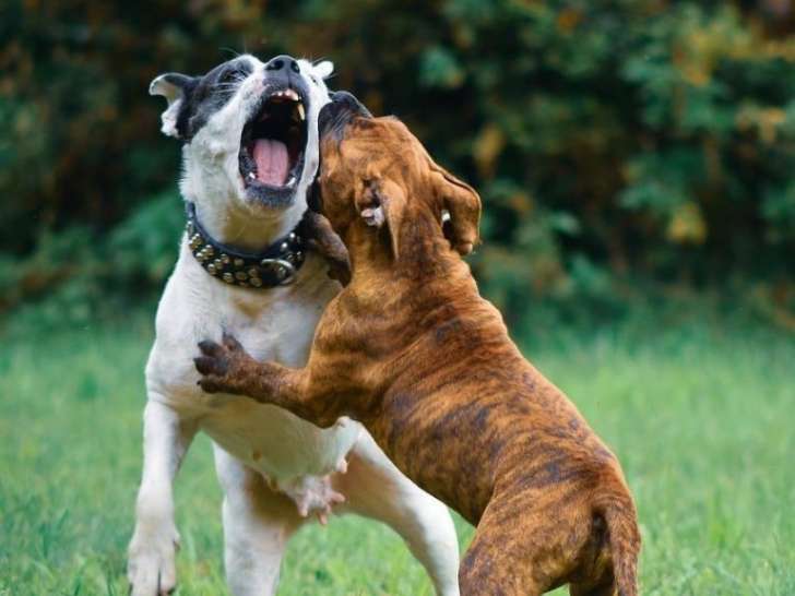 Educ'Action canine de l'Argoat