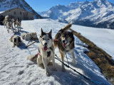 Arco Mushing Team