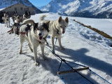 Arco Mushing Team