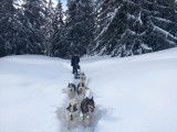 Swiss Mushing Company