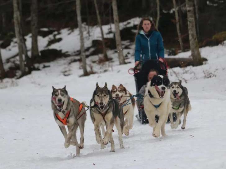 North Wolf