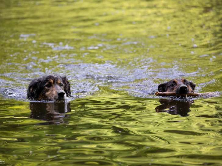 Dogs in the Woods