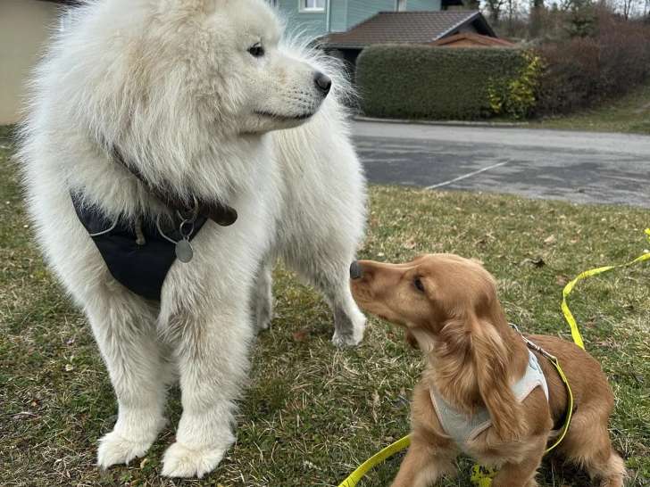 Dogs in the Woods