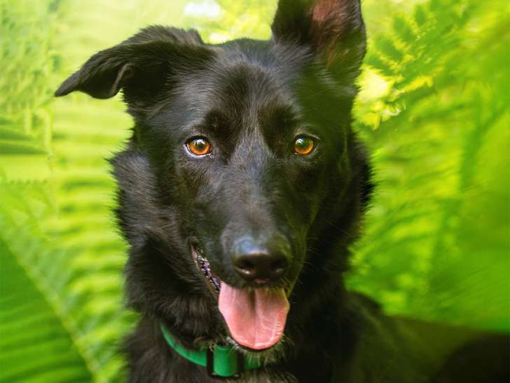 Keshet Kennels