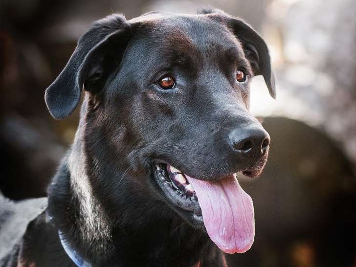 Keshet Kennels