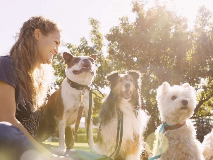 Paw Parade