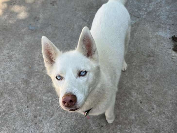 Pakenham Country Kennels