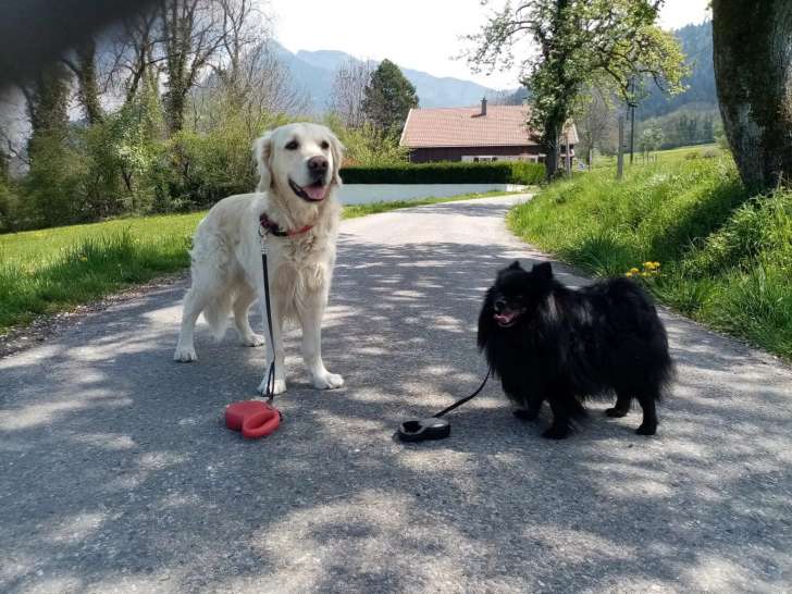 Happy Pets