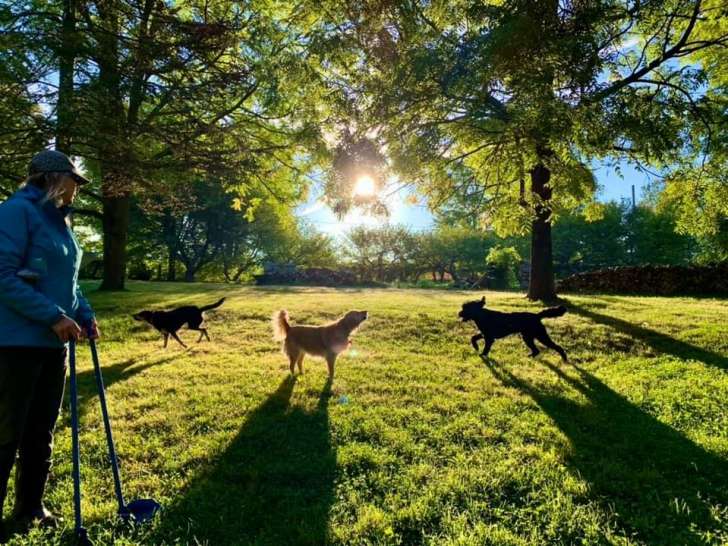 Dream Acres Pet Resort