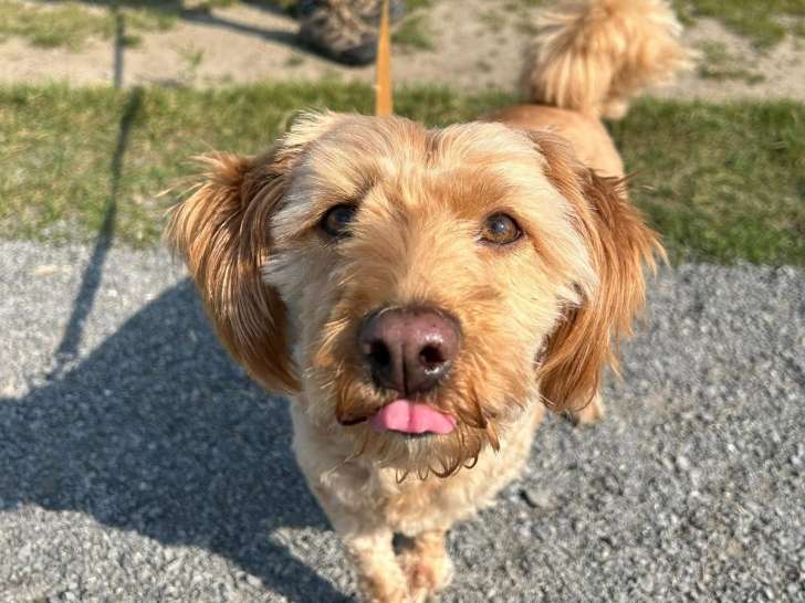 Happy Doggie
