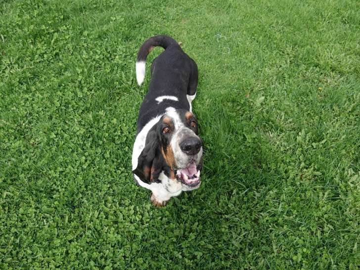 Thousand Islands Dog Resort