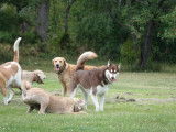 Thousand Islands Dog Resort