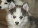 Youki (né à l'élevage) Mâle Bleu sable aux yeux bleus Marquage Husky