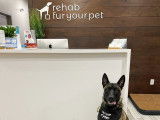 Rehab Fur Your Pet