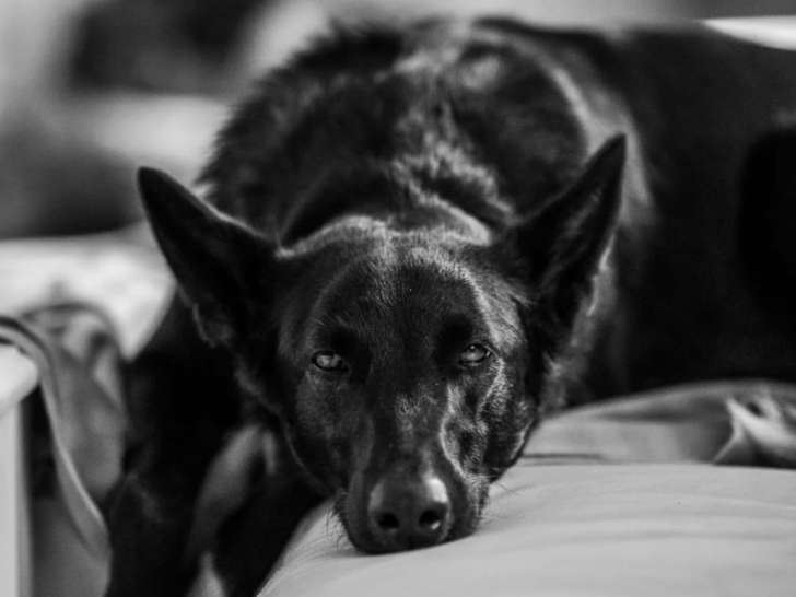 Univers Chien