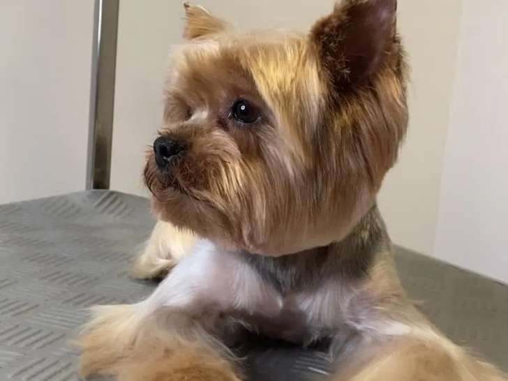 Cosydog