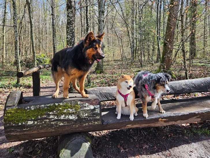A Pas De Chien