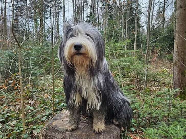 A Pas De Chien